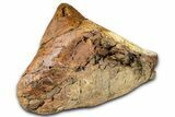 Fossil Hadrosaur Tibia Bone Section - Wyoming #371523-3